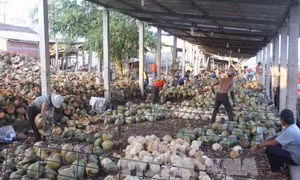 Giá dừa khô nguyên liệu giảm thấp