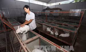Nông dân trẻ làm trang trại, lãi gần tỷ đồng mỗi năm