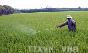 Nam Bộ đối mặt với dịch rầy nâu và bệnh vàng lùn - lùn xoắn lá 