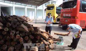 Tây Ninh bắt giữ lô gỗ trắc nhập lậu trị giá trên 2 tỷ đồng 