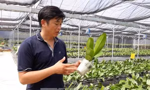 Mở hướng trồng hoa lan công nghệ cao vào Ninh Thuận 