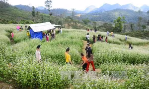 Các tour ngắn ngày 'lên ngôi' dịp Tết dương lịch 2018 