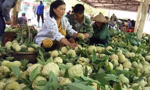 Để quả na vươn ra thế giới