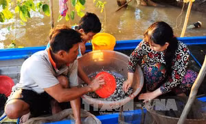 An Giang cấm khai thác cá linh non