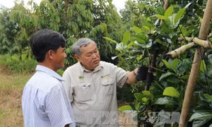 Giá cây giống ăn quả đặc sản tại Tiền Giang tăng mạnh