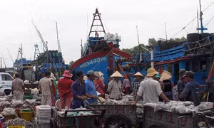 Bình Thuận kiến nghị không phát triển nghề giã cào