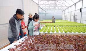 Nhật Bản khảo sát vùng sản xuất nông nghiệp tại Lâm Đồng