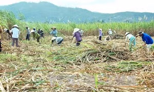 Tìm phương thức ưu việt về tích tụ ruộng đất - Bài cuối: Thay đổi tư duy, chính sách