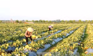 Tìm phương thức ưu việt về tích tụ ruộng đất - Bài 2: Bứt phá từ tích tụ