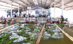 Phát triển nông nghiệp công nghệ cao - Bài 4: Cần sự 'dấn thân' của doanh nghiệp 