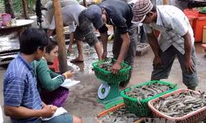 Tôm Việt tìm đường 'bơi' vào các thị trường thế giới
