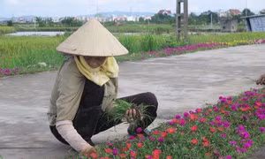 Sáng tạo trong bảo vệ môi trường nông thôn