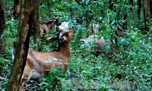 Nuôi dê núi thu tiền tỷ 