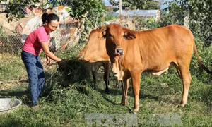 Niềm tin mới để người dân vùng đất khát Krông Pa thoát nghèo 