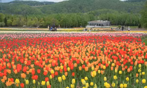  Mùa hoa ở Sapporo
