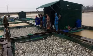 Cá lồng ở Thừa Thiên - Huế chết hàng loạt do nước bị ngọt hóa 