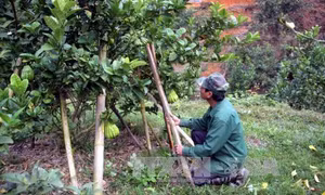 Cây xóa đói, giảm nghèo ở huyện miền núi Tuyên Quang 
