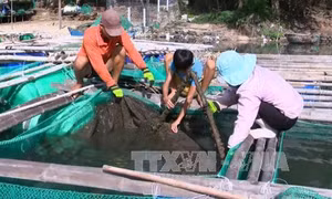 Cá nuôi trong đầm Ô Loan chết hàng loạt do mật độ nuôi quá dày 