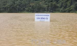 Lào Cai có mưa to, lũ các sông dâng cao 