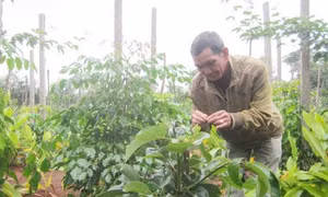 Lợi kép khi trồng xen cây ăn quả lâu năm trong vườn cà phê