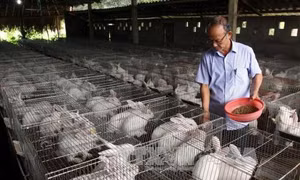 Làm nông nghiệp công nghệ cao, được vay vốn với lãi suất thấp