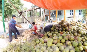Giá dừa khô tại Tiền Giang tăng mạnh 