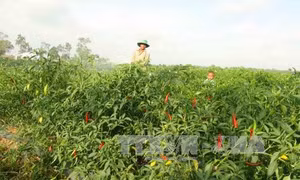 Trồng ớt chỉ thiên cho thu nhập 350 triệu đồng/ha
