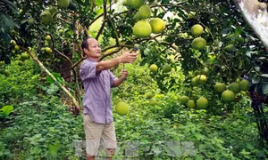 Tỷ phú trồng bưởi bên dòng sông Gâm 