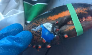 Tôm hùm 'xăm' logo Pepsi lên càng