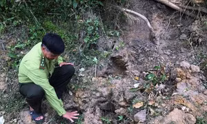 Tìm phương án di dời cá thể voi hoang dã tại huyện Sông Mã