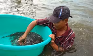 Mùa nước nổi - 'mùa vàng' miền Tây