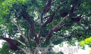 Độc đáo 'cây thần' và luật tục bảo vệ rừng của người Thái ở Điện Biên