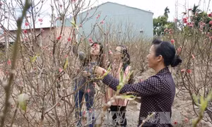Hoa đào miền Bắc thắm sắc ở Tây Nguyên