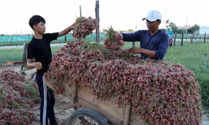 Nghề trồng hành, tỏi ở Lý Sơn 