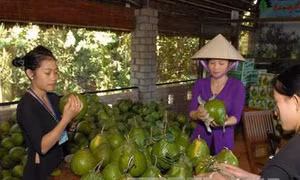 Thành phố Hồ Chí Minh