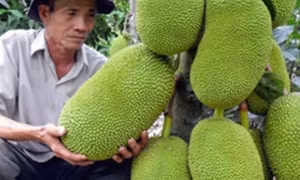 TP Hồ Chí Minh