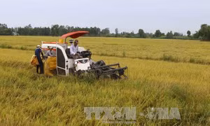 Phức tạp nạn 'cò' thu mua lúa ở Hậu Giang 
