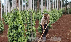 Gia Lai trồng mới hồ tiêu - Tránh đi vào vết xe đổ
