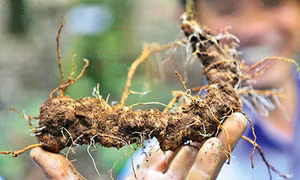 Phát hiện hàng trăm chai rượu giả nhãn mác sâm Ngọc Linh