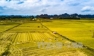 Tích tụ ruộng đất, cần vượt qua tư duy của quá khứ 