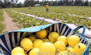 An Giang phấn đấu có nhiều mô hình nông nghiệp trên 500 triệu đồng/ha
