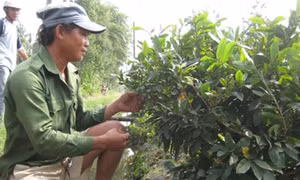  Người trồng mai “lao đao” vì thời tiết