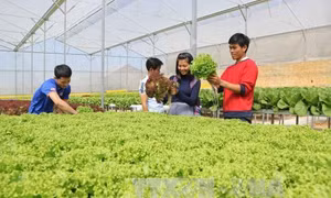 Làm nông nghiệp công nghệ cao để thoát cảnh 'được mùa, mất giá'