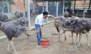 Thủ lĩnh thanh niên tiêu biểu trong phong trào 'Thanh niên lập nghiệp'