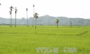 Đắk Lắk hình thành vùng chuyên canh lúa ổn định 