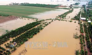 Sụt lún mái kè trên đê tả sông Luộc tại Hưng Yên