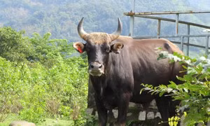 Bò tót 800 kg lao thẳng vào ô tô tải tại Vườn Quốc gia Chư Mon Ray chết tại chỗ