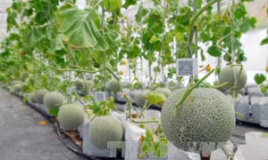 Phát triển nông nghiệp công nghệ cao trên vùng đất thép 