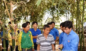 Nhiều hoạt động thiết thực trong Tháng Thanh niên 2017 