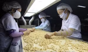 Tái cơ cấu ngành điều - Bài 2:  Liên kết để hình thành chuỗi sản xuất
